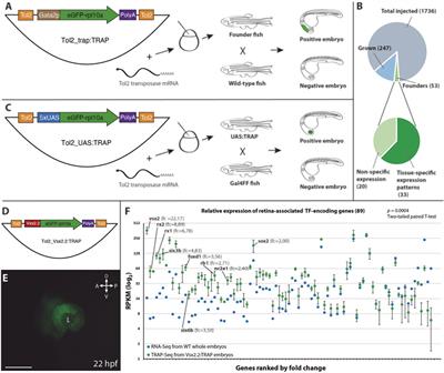 Trap-TRAP, a Versatile Tool for Tissue-Specific Translatomics in Zebrafish